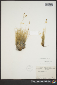 Carex nardina image