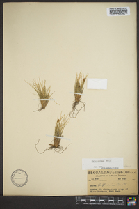 Carex nardina image