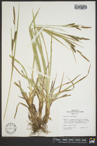 Carex nebrascensis image