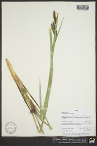 Carex nebrascensis image