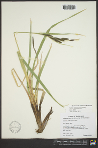 Carex nebrascensis image