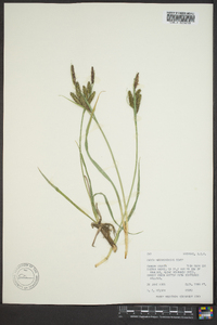 Carex nebrascensis image