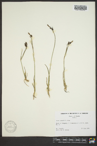 Carex nesophila image