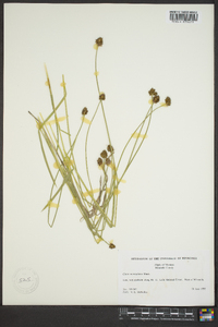 Carex neurophora image