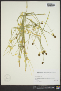 Carex neurophora image