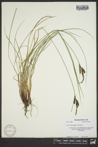 Carex nigra image