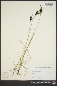 Carex nigra image