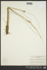 Carex nigra image