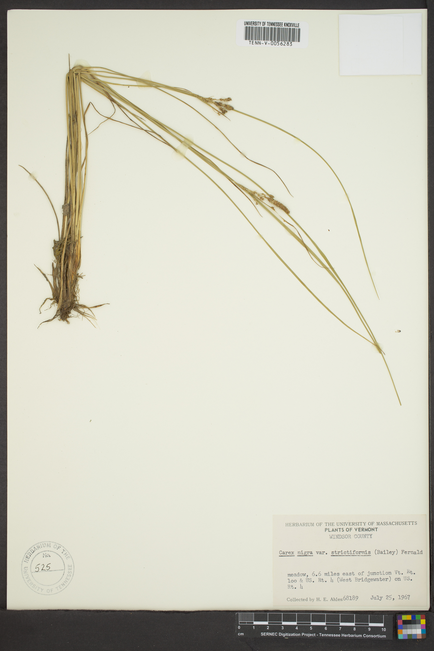 Carex nigra var. strictiformis image