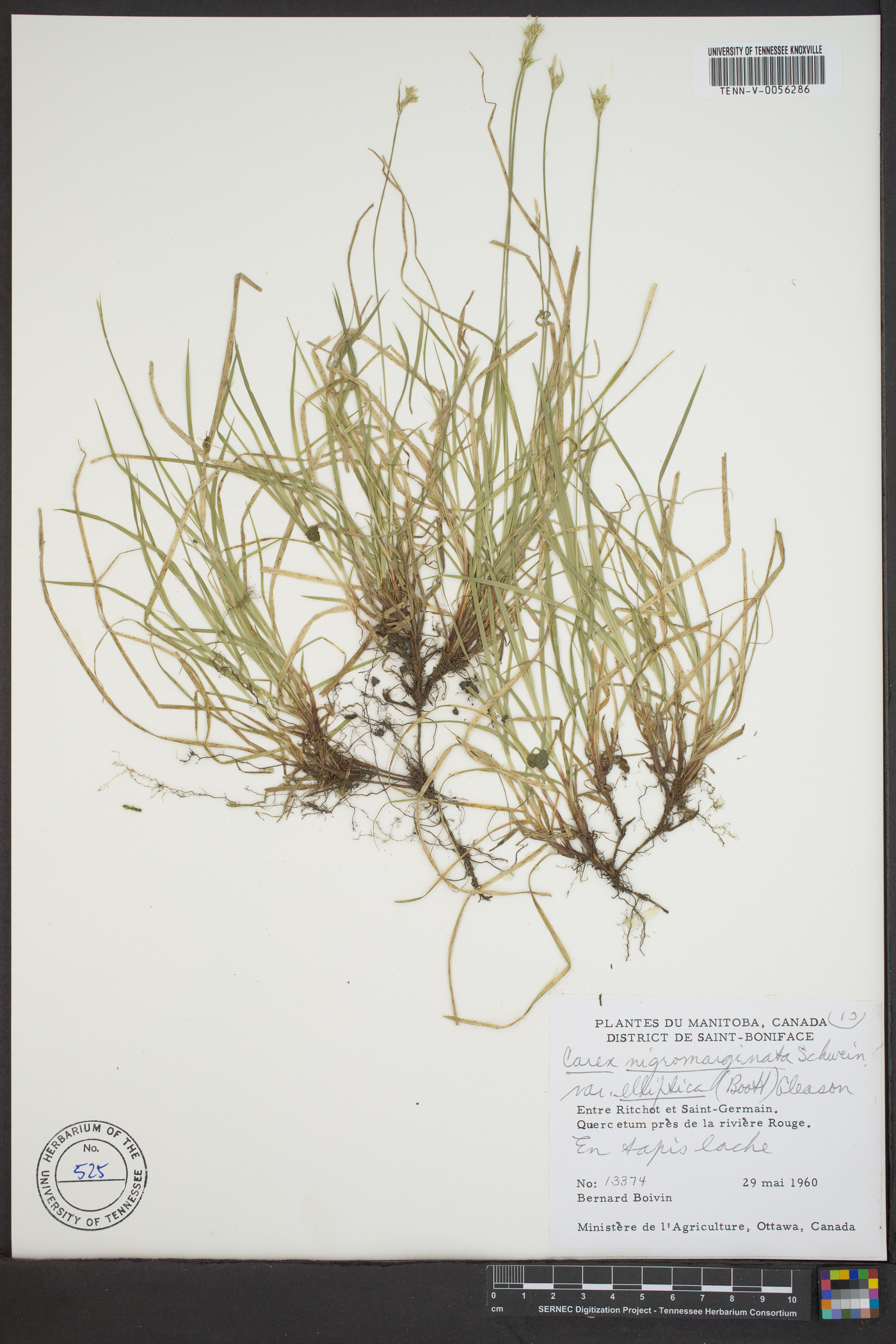 Carex nigromarginata var. elliptica image