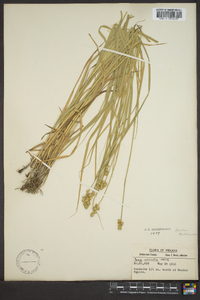 Carex normalis image