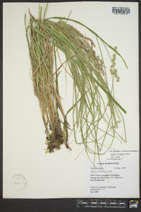 Carex normalis image