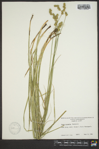 Carex normalis image