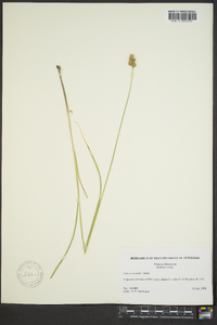 Carex normalis image