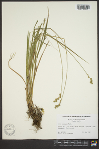 Carex normalis image