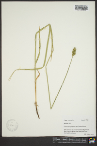 Carex normalis image