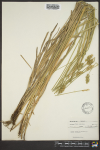 Carex normalis image