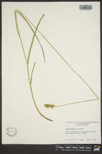 Carex normalis image