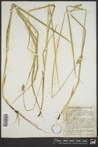 Carex normalis image