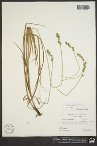 Carex normalis image