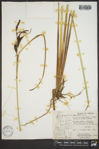 Carex obnupta image