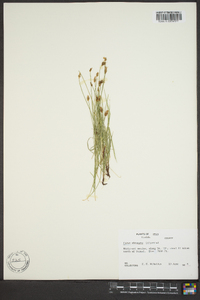 Carex obtusata image