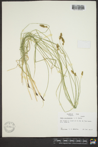 Carex occidentalis image