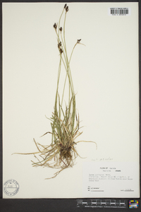 Carex norvegica image