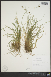 Carex norvegica image