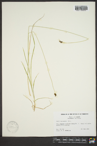 Carex norvegica image