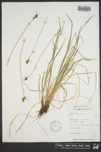 Carex norvegica image