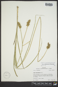 Carex oklahomensis image