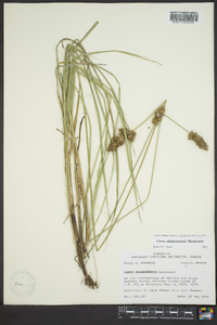 Carex oklahomensis image