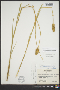 Carex oklahomensis image