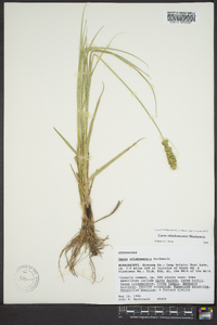 Carex oklahomensis image