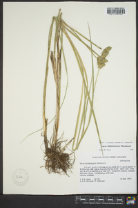 Carex oklahomensis image