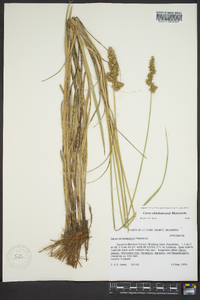 Carex oklahomensis image