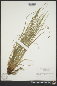 Carex oligocarpa image