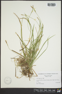 Carex oligocarpa image