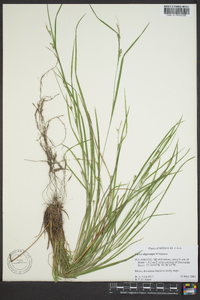 Carex oligocarpa image