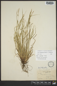 Carex oligocarpa image