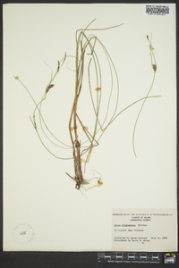 Carex oligosperma image