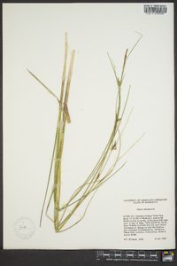 Carex oligosperma image