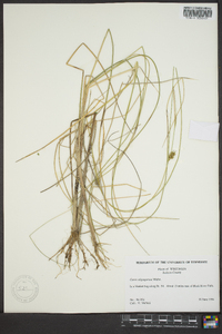 Carex oligosperma image