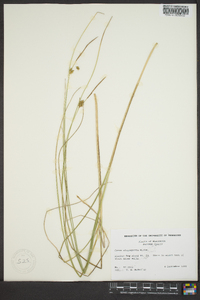 Carex oligosperma image