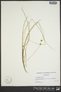 Carex oligosperma image