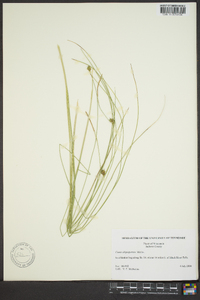 Carex oligosperma image