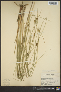 Carex oligosperma image