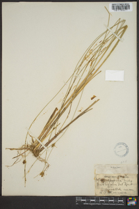 Carex oligosperma image