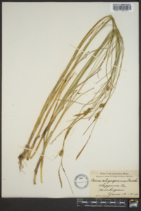 Carex oligosperma image